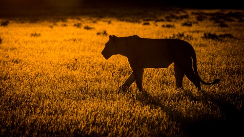 Image brown short coated dog on brown grass field