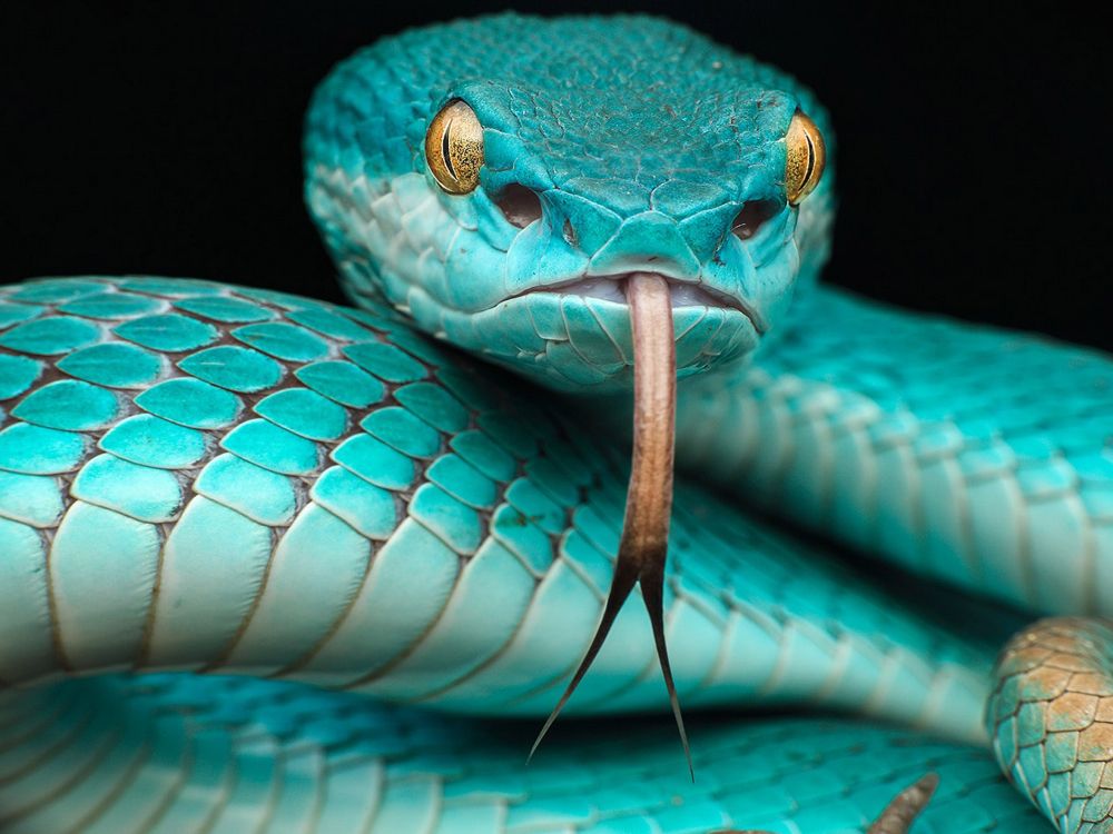 Trimeresurus Albolabris Insularis, Trimeresurus Insularis, Víboras de Fosa, Trimeresurus Flavomaculatus, Serpiente Venenosa. Wallpaper in 5120x3840 Resolution