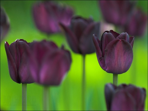 Image purple tulips in close up photography