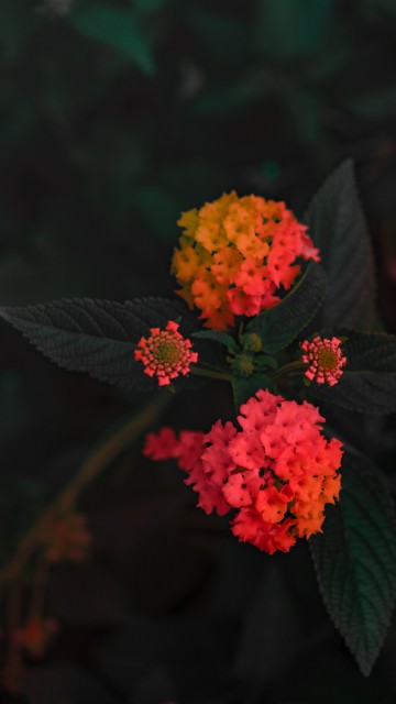 Image red and yellow flowers with green leaves