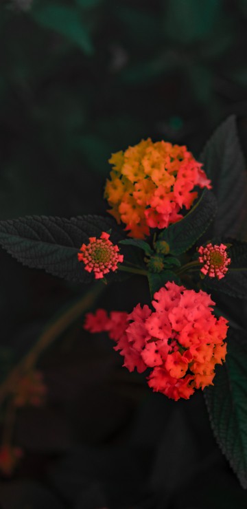 Image red and yellow flowers with green leaves