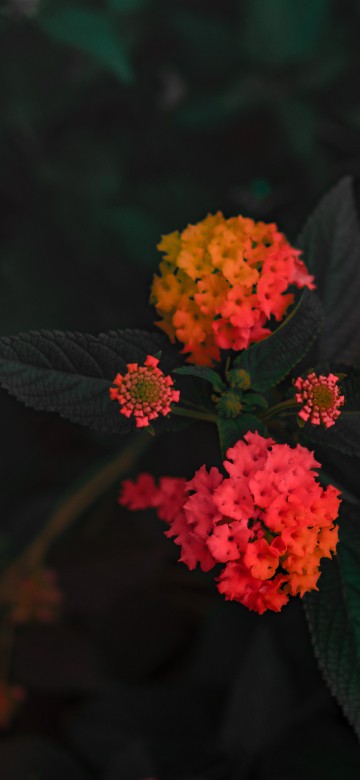 Image red and yellow flowers with green leaves