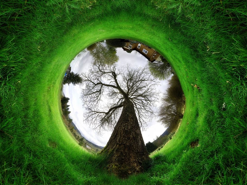 green grass field with trees