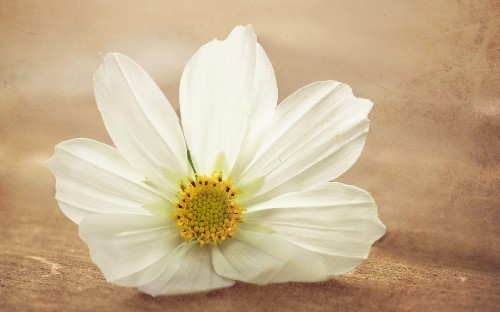 Image white flower in macro shot