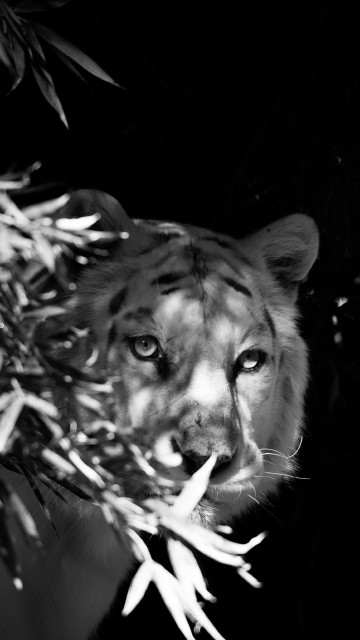 Image grayscale photo of a dog