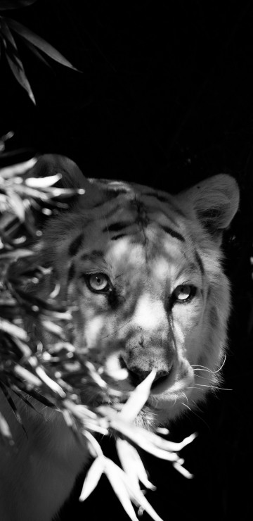 Image grayscale photo of a dog