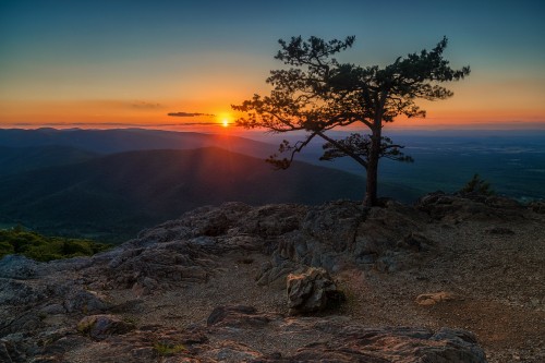 Image tree on the rock by the sea during sunset