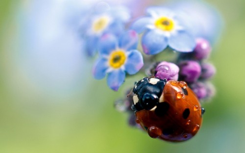 Image red ladybug perched on purple flower in close up photography during daytime