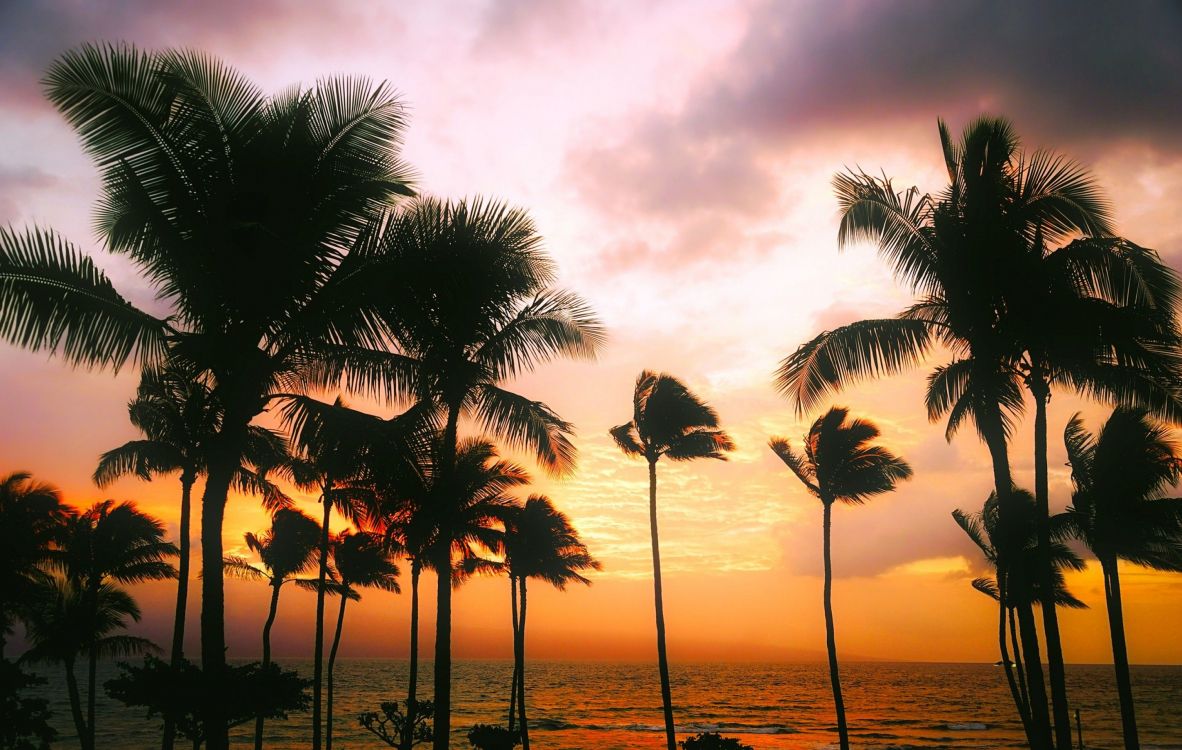 silhouette of palm trees near body of water during sunset