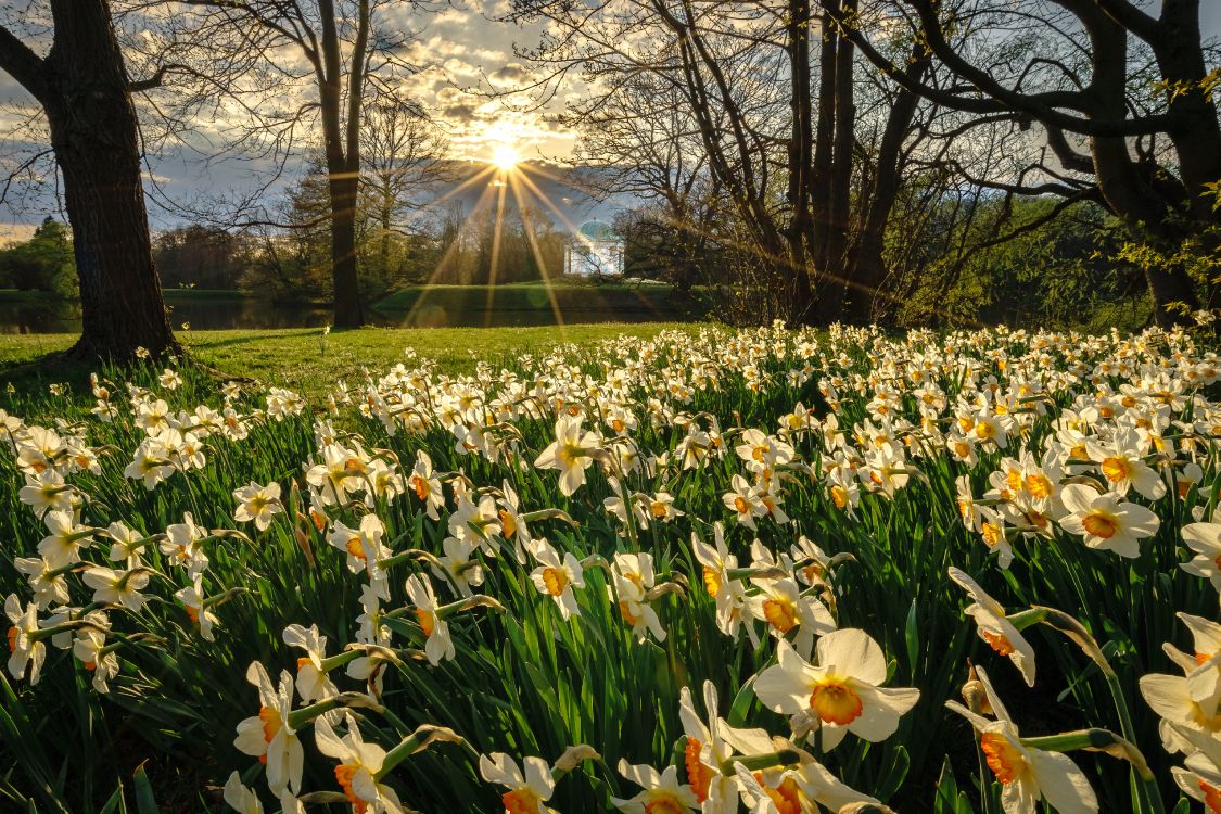 flower, plant, light, leaf, petal