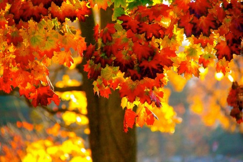 Image red and yellow maple leaves