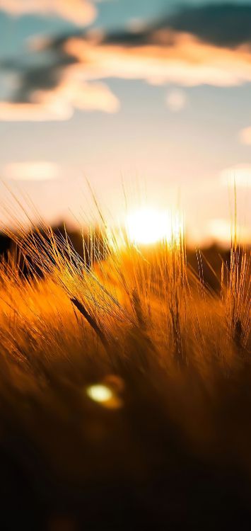 Sonnenlicht, Cloud, Naturlandschaft, Holz, Afterglow. Wallpaper in 1422x3000 Resolution