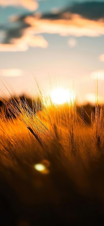 Image sunlight, cloud, natural landscape, plant, wood