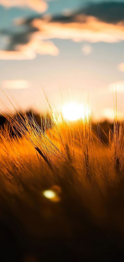 Image sunlight, cloud, natural landscape, plant, wood