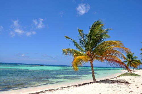 Image green palm tree on white sand beach during daytime