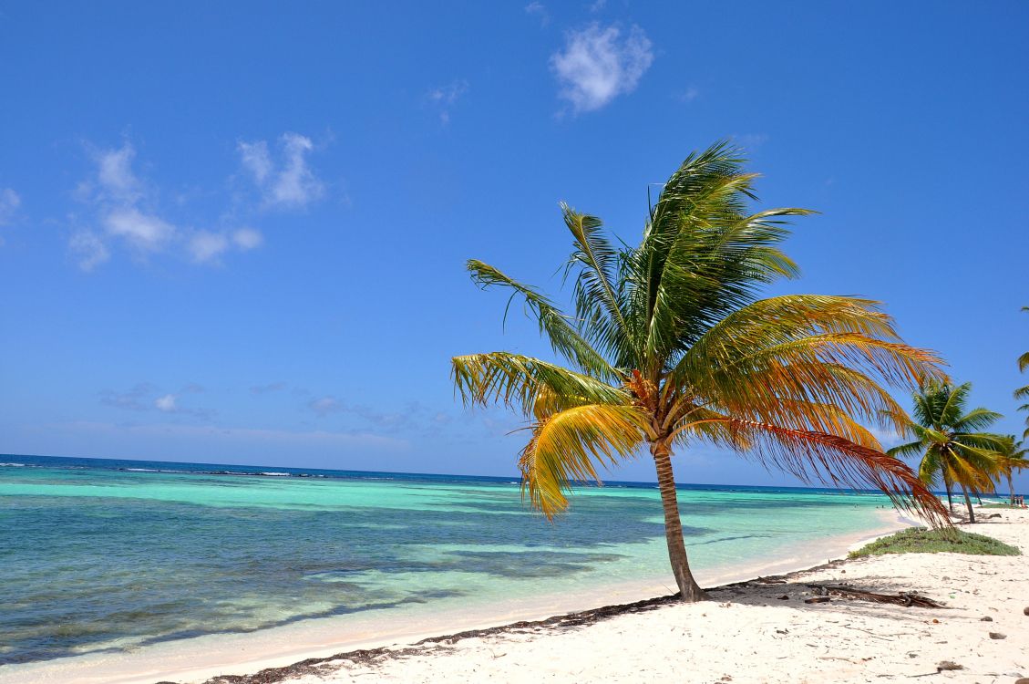 green palm tree on white sand beach during daytime