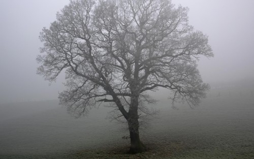 Image leafless tree on the field