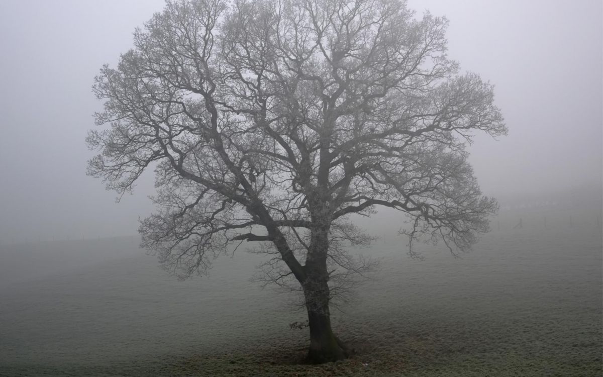 leafless tree on the field