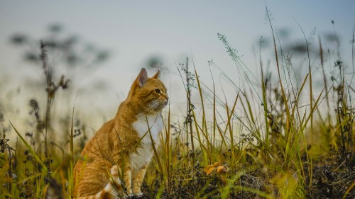 Image orange tabby cat on green grass during daytime