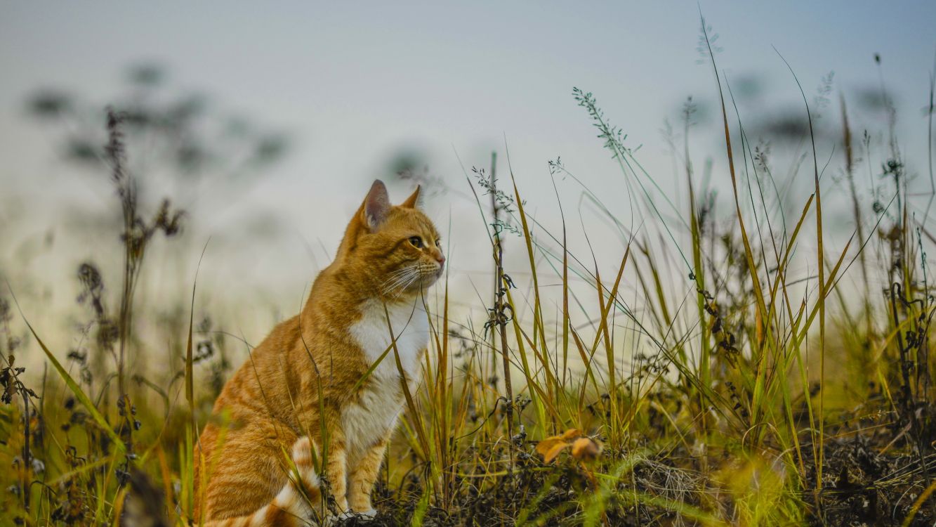 orange tabby cat on green grass during daytime