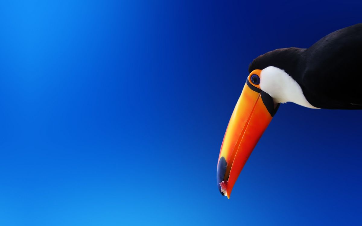 Black White and Yellow Penguin. Wallpaper in 1920x1200 Resolution