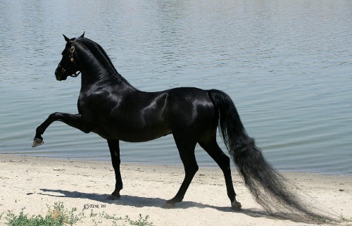 Image black horse on white sand near body of water during daytime