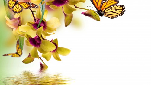 Image purple and yellow moth orchid