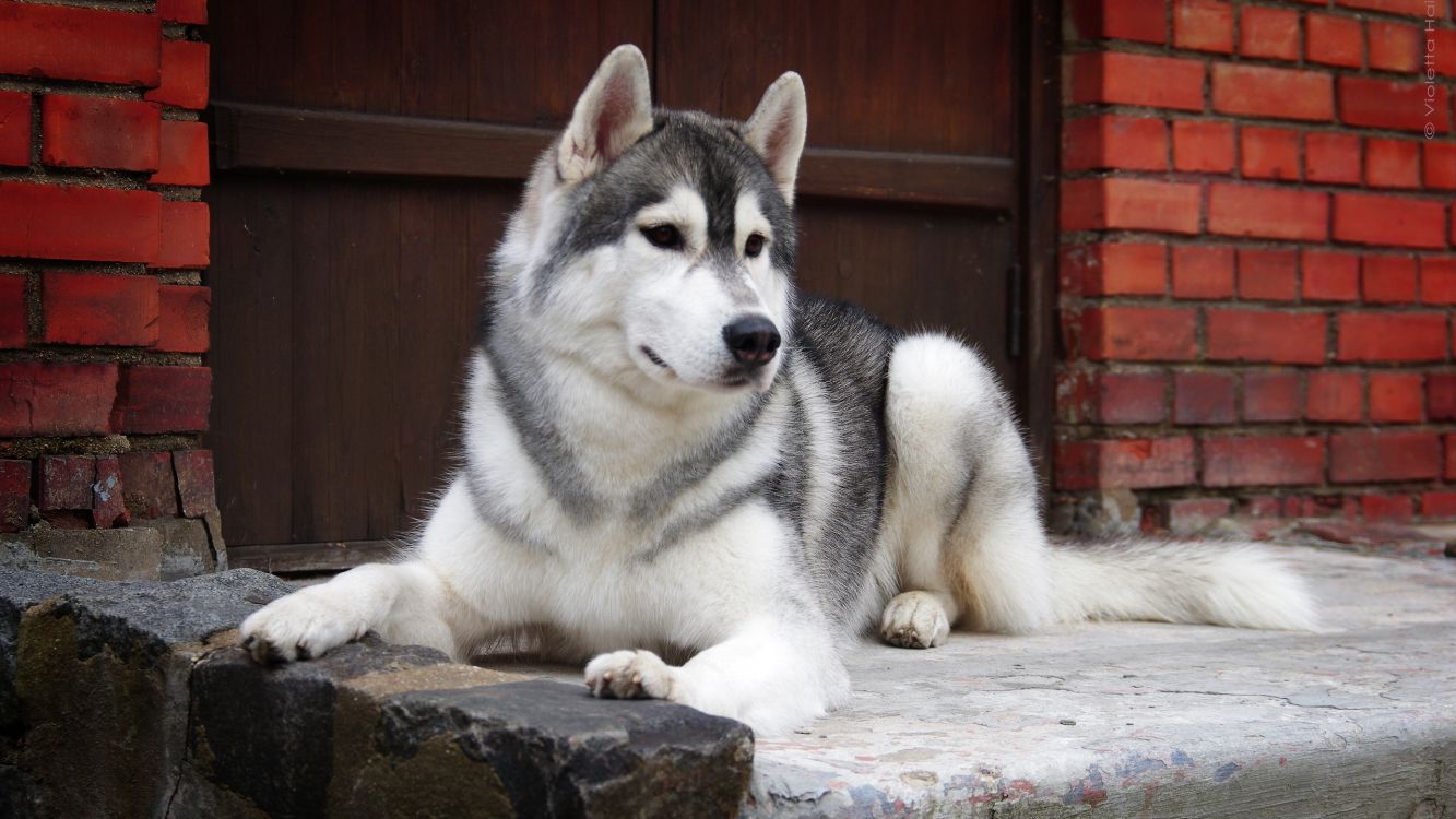 siberian husky lying on ground