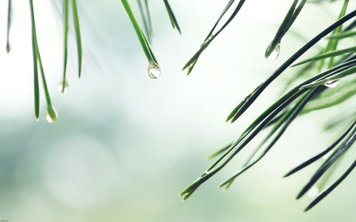 Image green plant in close up photography