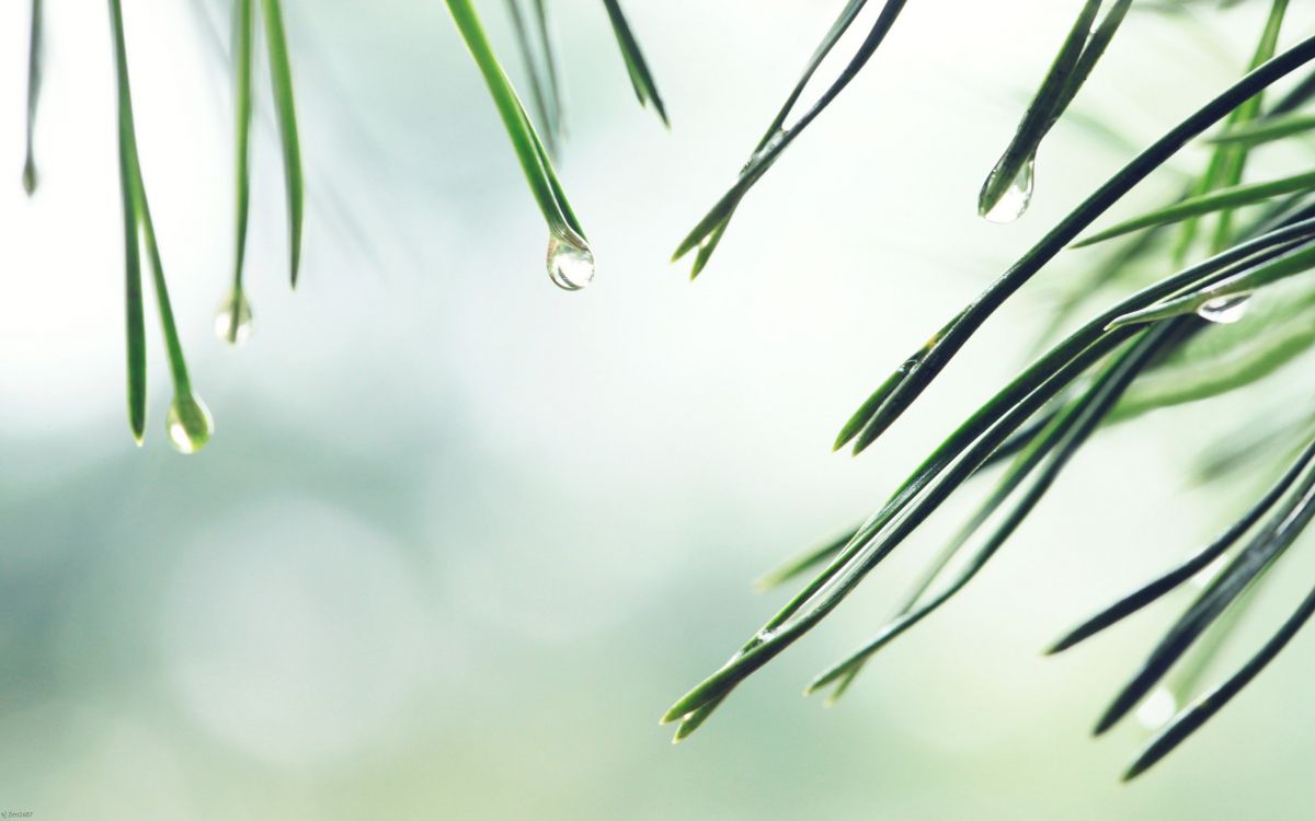 green plant in close up photography