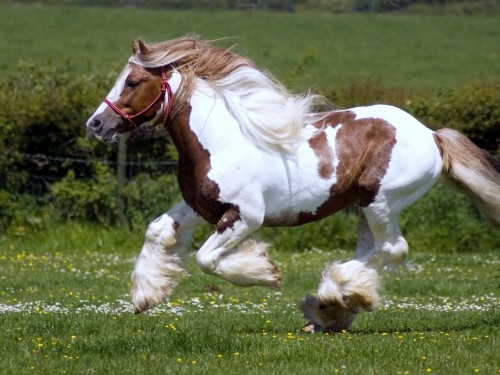 Image brown and white horse running on green grass field during daytime