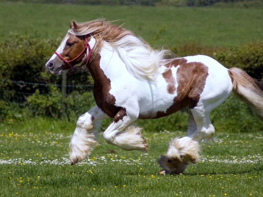 brown and white horse running on green grass field during daytime