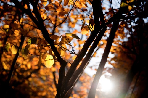 Image brown leaves in tilt shift lens