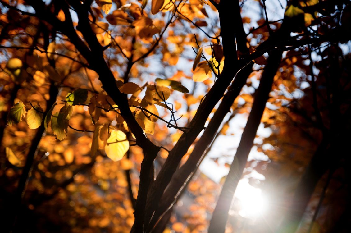 Feuilles Brunes Dans L'objectif à Basculement. Wallpaper in 4280x2840 Resolution