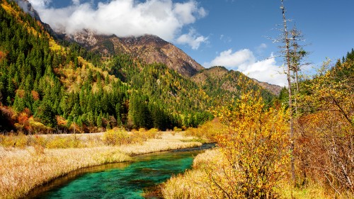 Image green trees near lake under blue sky during daytime