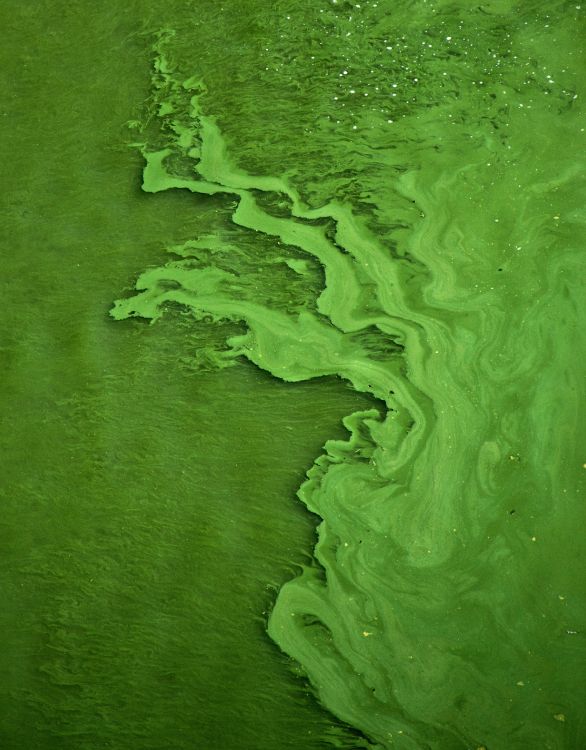 aerial view of green water