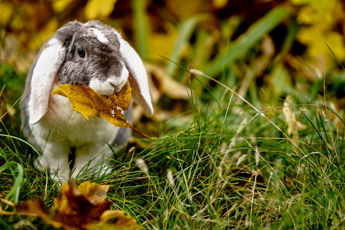 Lapin Blanc et Noir Sur L'herbe Verte. Wallpaper in 6000x4000 Resolution