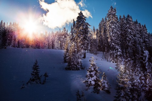 Image green pine trees covered with snow during daytime