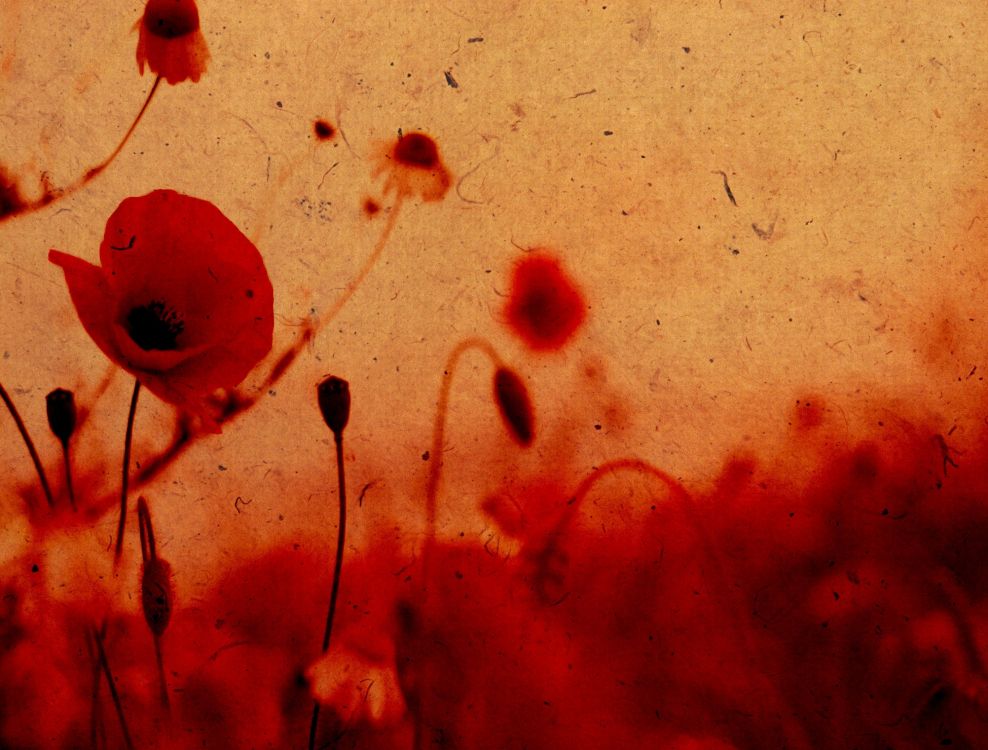 Pétales de Fleurs Rouges Sur Une Surface Blanche. Wallpaper in 2940x2230 Resolution