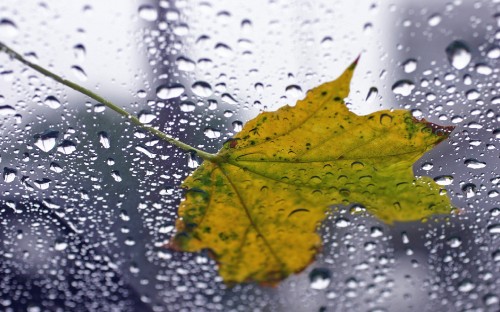 Image green maple leaf on water droplets