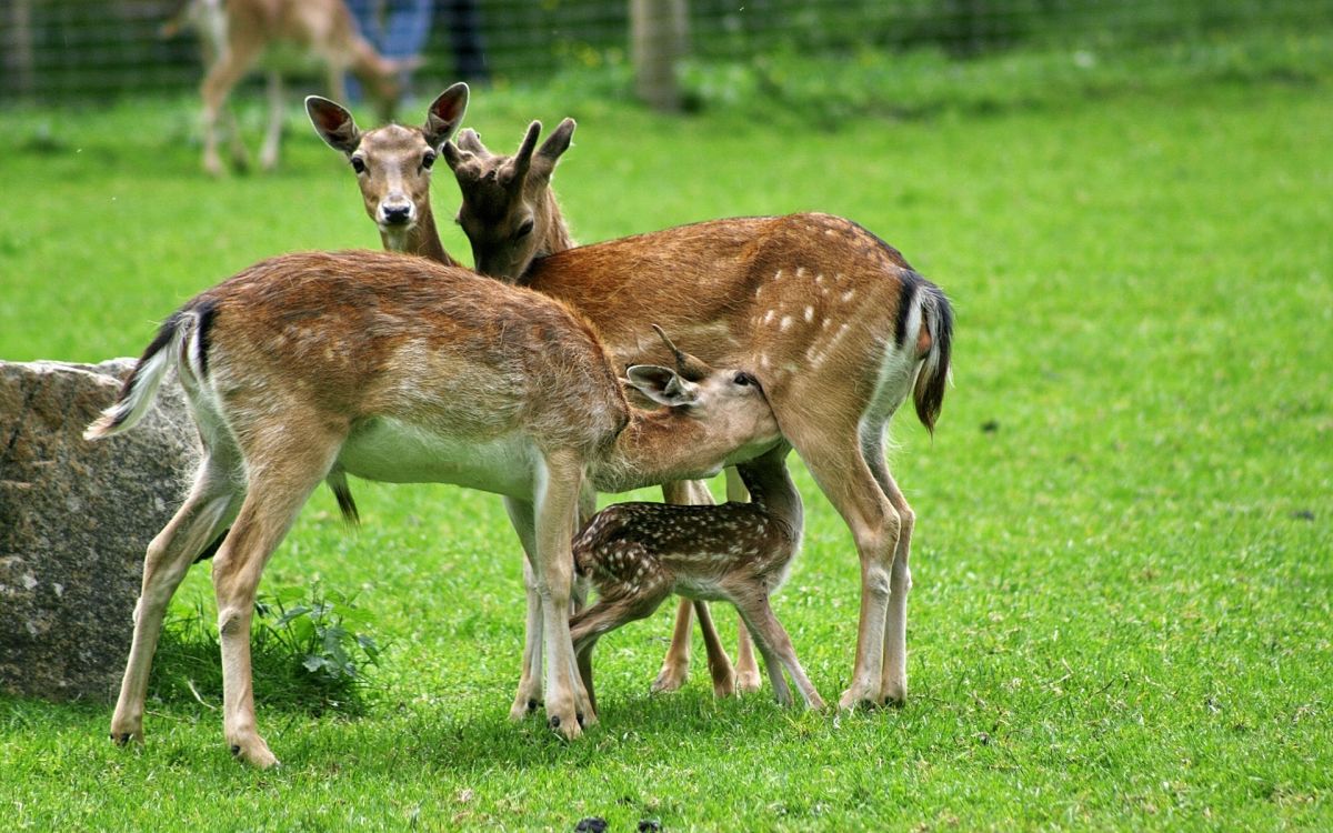 brown deer on green grass field during daytime