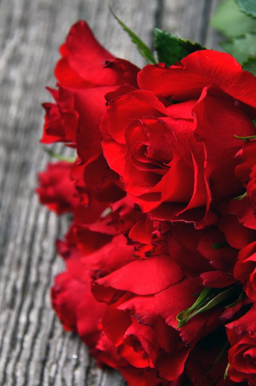 Rote Rose Auf Grauem Textil. Wallpaper in 3543x5330 Resolution
