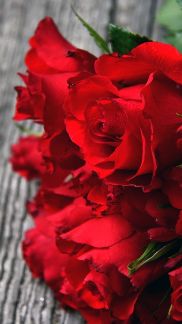 Image red rose on gray textile