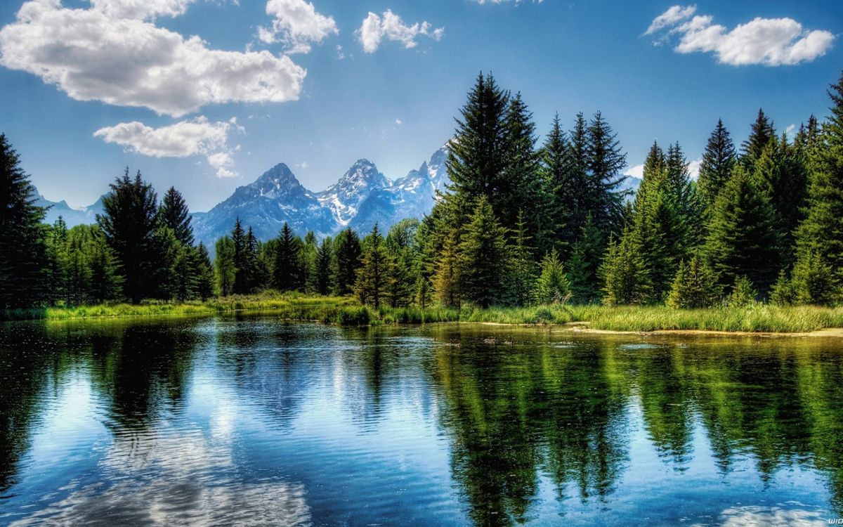 green trees near lake under blue sky during daytime