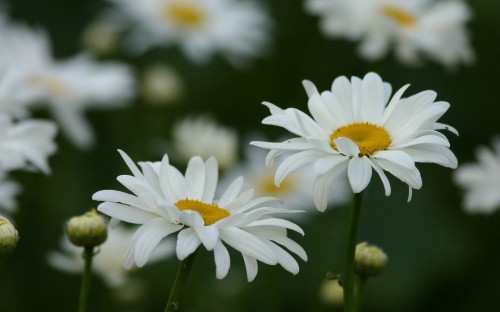 Image white daisy in bloom during daytime