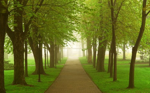 Image brown wooden pathway between green grass and trees during daytime