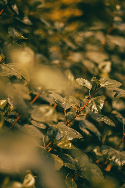 leaf, twig, branch, plant, sunlight