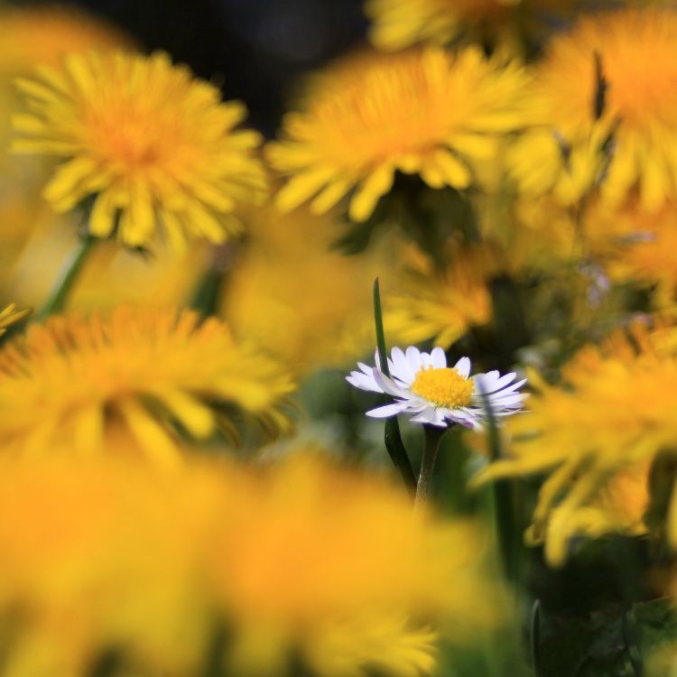 Yellow and White Flowers in Tilt Shift Lens. Wallpaper in 2716x2716 Resolution