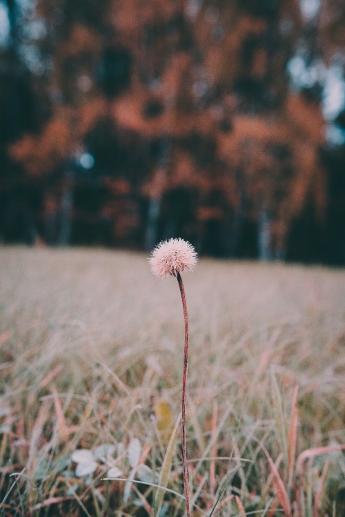 Image white dandelion in close up photography