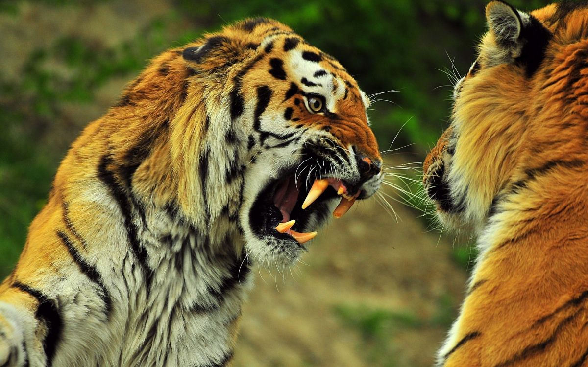 老虎, 野生动物, 陆地动物, 哺乳动物, 动植物 壁纸 2560x1600 允许